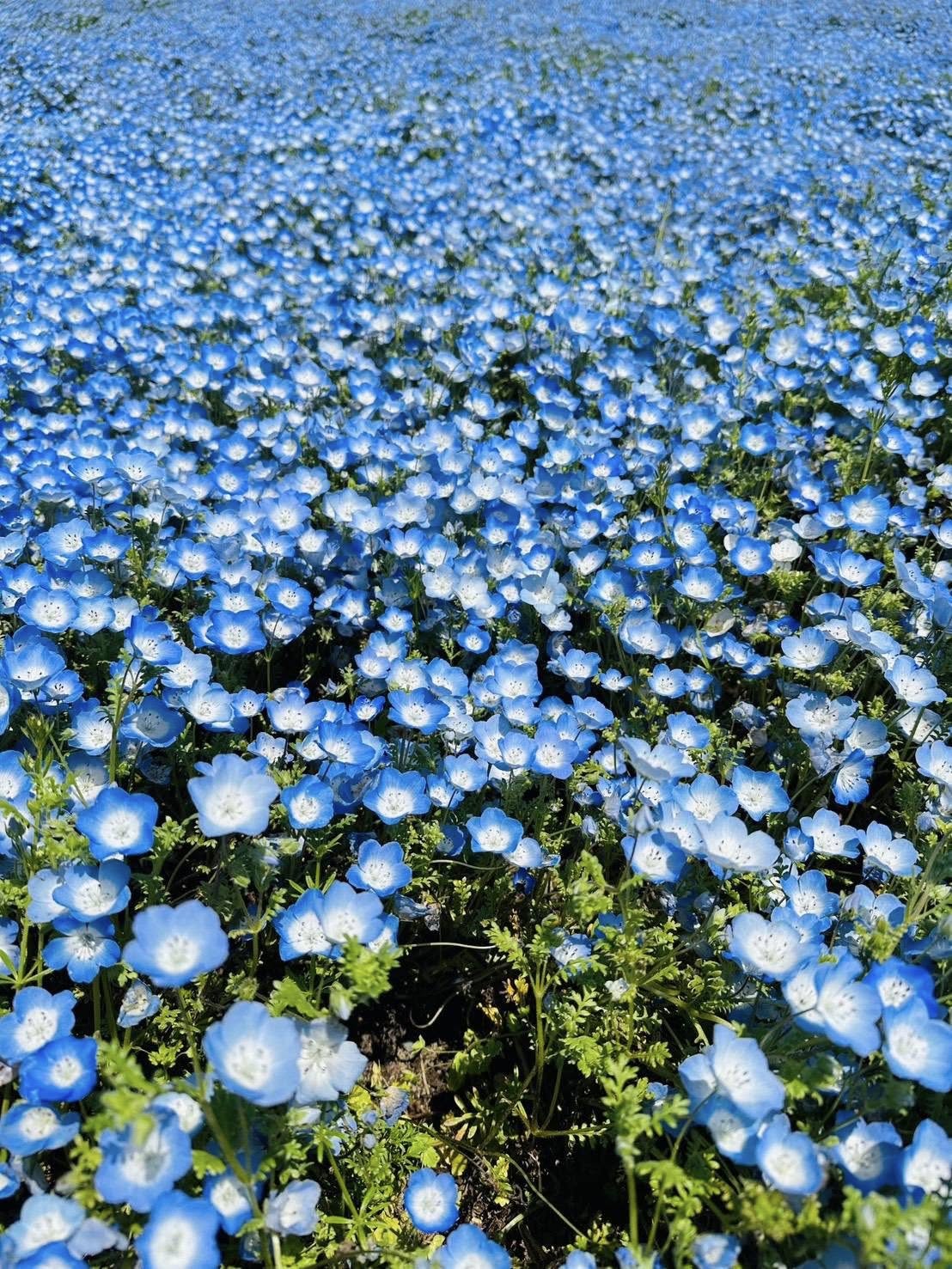 🌷 อัปเดตสวนดอกไม้จาก Hitachi Seaside Park ✨📸